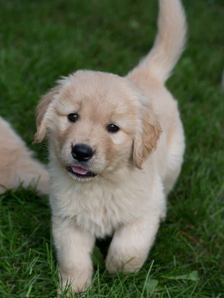 My new Golden retriever puppy Cooper at 5 weeks_ My sweet calendar boy! My new Golden retriever puppy Cooper at 5 weeks_ My sweet calendar boy!